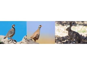 Erzincan’da Tüm Avlaklarda Av Yasağı Başladı