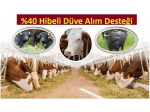 Yüzde 40 Hibeli Düve Alım Desteği Başvurularında Son Gün 14 Ocak