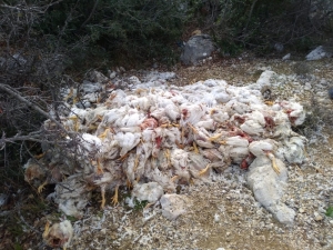 Yüzlerce Ölü Tavuğu Doğaya Attılar