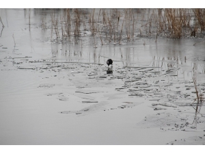 Beyşehir Gölü’nün Kıyı Kesimleri Buz Tuttu