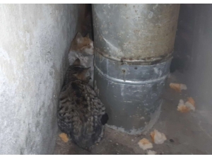 Hakkari’de Donmak Üzere Olan Kediler Kurtarıldı