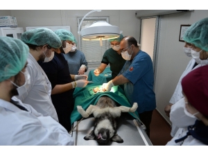 Osmangazi Belediyesi Can Dostlara Kucak Açtı