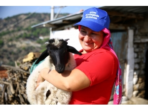 Sakız Koyunları Dertlere Derman Oldu