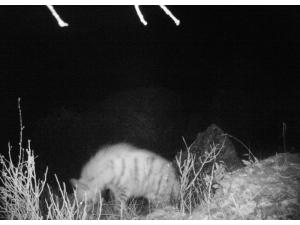 Çizgili Sırtlan Fotokapana Takıldı