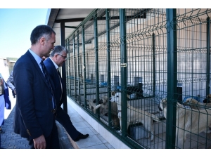 İnegöl Belediyesi 2790 Can Dostunu Sağlığına Kavuşturdu