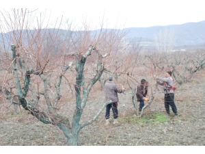Geciken Kışa Üreticilerden Budama Önlemi