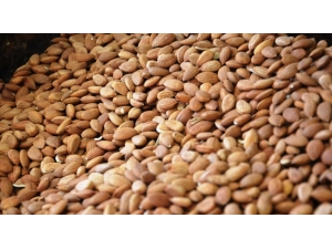 Kayısı Çekirdeği, Abd’nin Bademine Rakip