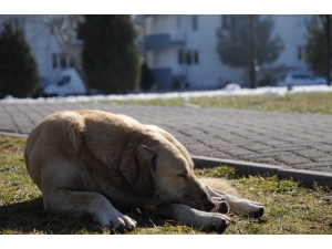 Sokak Hayvanları Da Güneşli Havanın Tadını Çıkardı