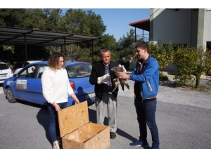 Manavgat’ta Bulunan Yaralı Şahin Milli Parkı Şefliğine Teslim Edildi