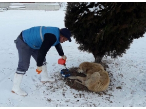 Bayburt Belediyesi Sokak Hayvanlarını Unutmadı