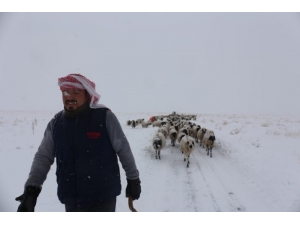 Gürpınar’da Tipide Mahsur Kalan 2 Çoban Ve Koyun Sürüsü Belediye Ekipleri Tarafından Kurtarıldı