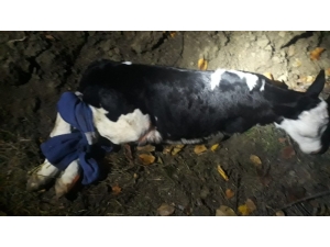 Buzağı Hırsızları Bekçilere Yakalandı