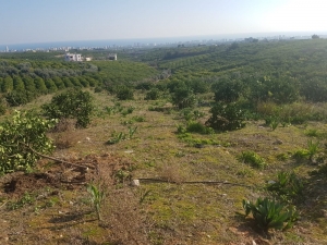 Orman Arazisine Dikilen Limon Ağaçları Kesildi