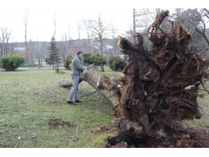 Ağaç Yıkılmalarına Röntgen Ve Tomografi İle Önlem