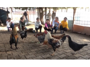 Okula Kurulan Kümesle Öğrencilere Hayvan Sevgisi Aşılanıyor