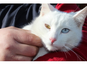 Anneleri Telef Olan 4 Yavru Van Kedisini Şefkatle Büyütüyor