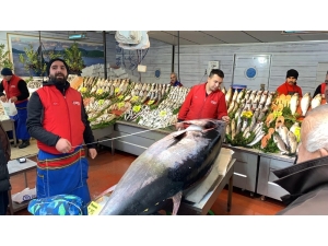 325 Kiloluk Orkinos Görenleri Şaşkına Çevirdi