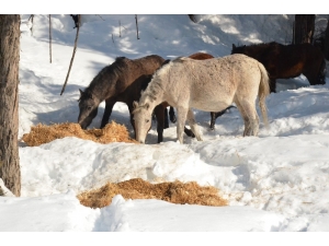 Mersin’de Yaban Hayvanları İçin Doğaya Yem Bırakıldı