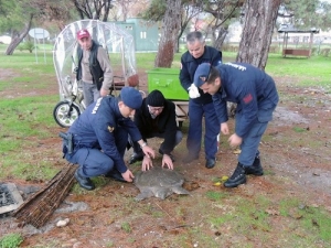 Sahilde Bulunan Yaralı Nil Kaplumbağası Tedavi Altına Alındı