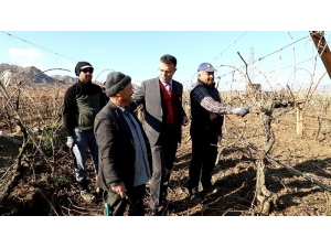 Başkan Öküzcüoğlu Bağ Budaması Yapan Çiftçileri Yalnız Bırakmadı
