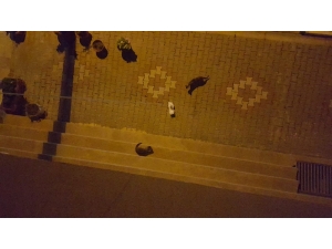 Sokak Kedilerinin Oyuncak Kediyle İmtihanı