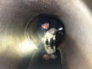 Yağmur Kanalına Sıkışan Köpeği, İtfaiye Kurtardı