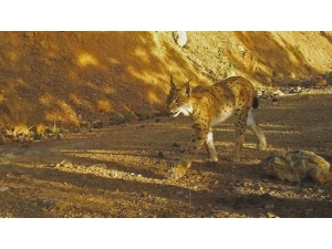 Vaşak Fotokapana Takıldı