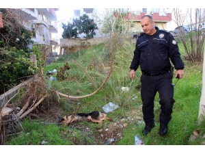 ’İnsanlara Zarar Verse Daha Mı İyi Olacak’ Deyip, Köpeği Bıçaklayarak Öldürdü