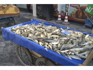 Eksi 25 Derecede Suya Girip Balık Avlıyorlar