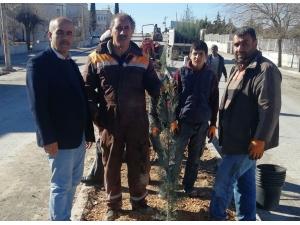 Samsat’ta Refüjlerde Ağaçlandırma Çalışması