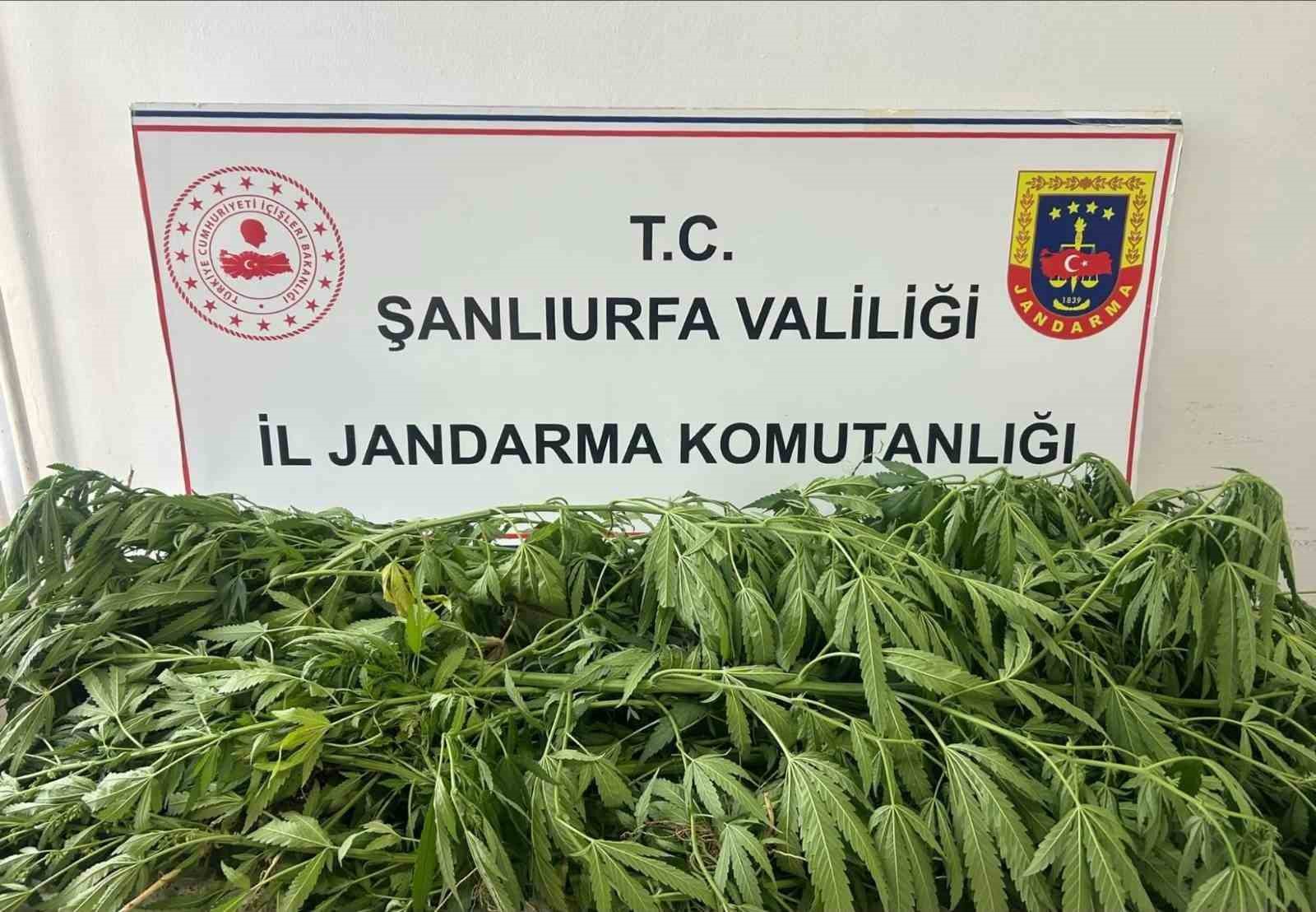 sanliurfa-da-35-kok-kenevir-ele-gecirildi-1-gozalti