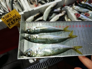 Su Ürünleri Denetimlerinde 3 Firmaya Ceza