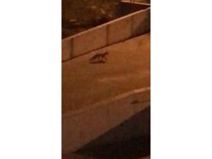 Denizli’de Aç Kalan Tilki Şehre İndi
