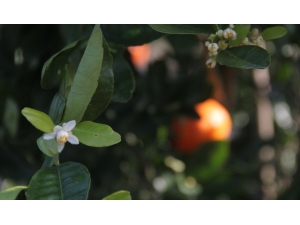 Mandalina Kış Ortasında Çiçek Açıp Meyve Verdi