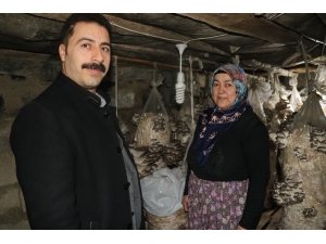 Vanlı Kadınlar Evlerinde Mantar Üreterek Aile Bütçelerine Katkı Sağlıyor