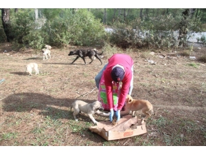 Can Dostlara Mama Desteği