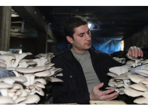 Mantar Üretimine Hobi Olarak Başladı, Ayda 2 Ton Üretime Rağmen Siparişlere Yetişemez Oldu