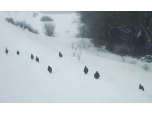 Kar Üzerinde Yürüyen Keklikler Hayran Bıraktı