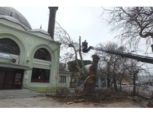Asırlık Kavak Ağacı Çürümeye Yenik Düştü
