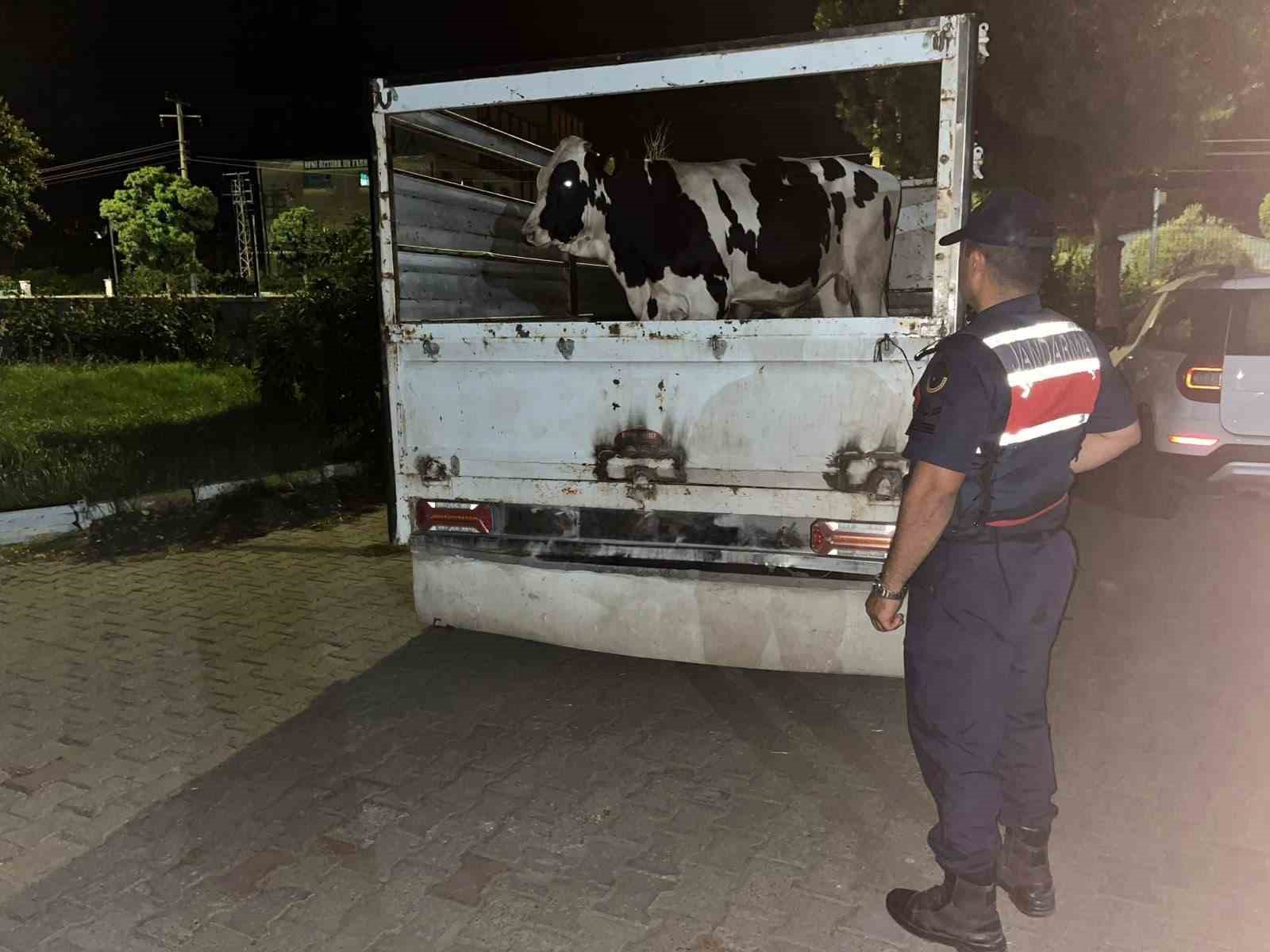 cine-deki-365-bin-liralik-hayvan-dolandiriciligi-jandarmaya-takildi