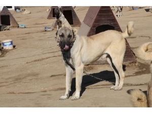 Kangal Köpeklerine 7 Milyon Liralık Tesis