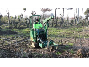 Büyükşehir 60 Bin Fidan Üretiyor