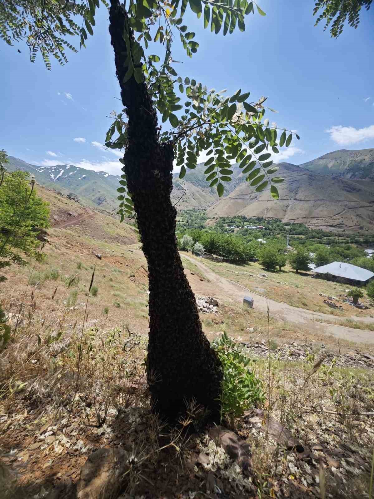 arilar-agacta-ogul-verdi-dallar-arilarin-agirligiyla-egildi