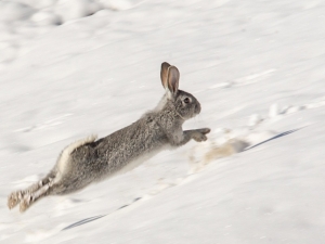 Akdamar Adası’nın Daimi Misafirleri Tavşanlar