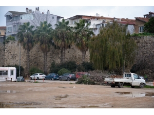 Sinop’ta Ağaç Bakım Çalışmaları Sürüyor