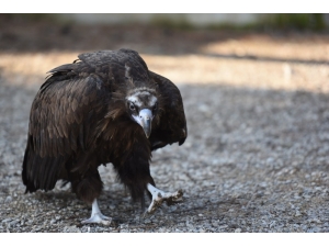 Yaralı Akbaba Hayvan Bakımevinin Maskotu Oldu