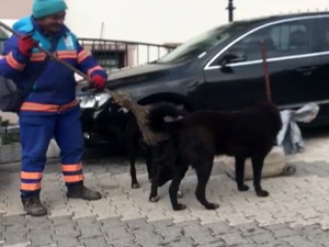 Temizlik İşçisinin Sokak Köpeklerine Süpürgeyle Masaj Yaptığı Isıtan Görüntüler Kamerada