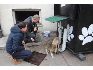 Kalorifer Kazanı Köpeklere Sıcacık Yuva Oldu