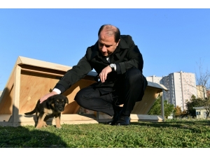 Beylikdüzü Belediyesi Mama Evleri Projesini Hayata Geçirdi