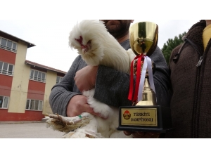 Türkiye Şampiyonu Osmanlı Horozu ‘Pusat’a Paha Biçilemiyor